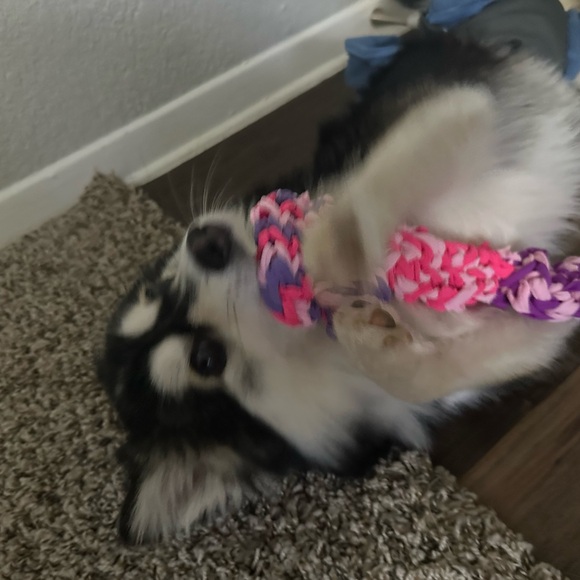 Dog toy - pomsky’s favorite toy - Picture 5 of 7